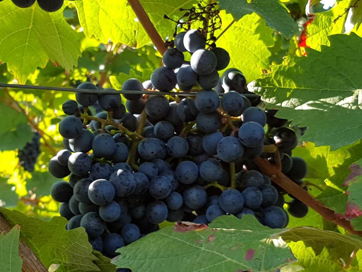 Weingut & Gaestehaus Nagel Kapellen-Drusweiler Esterno foto